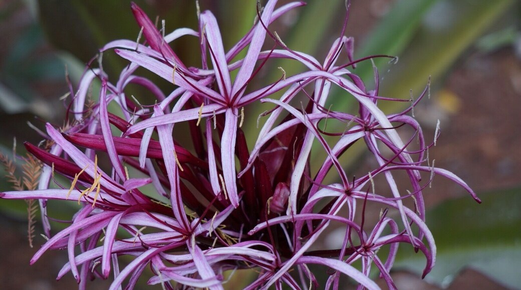 Orlando's city oasis and a local favorite, Leu Gardens is full of floral wonders. The first Monday of the month is free!