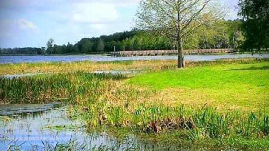 The Grass is Greener🌳