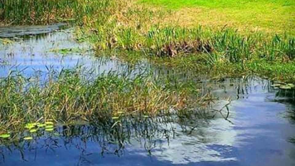 The Grass is Greener🌳