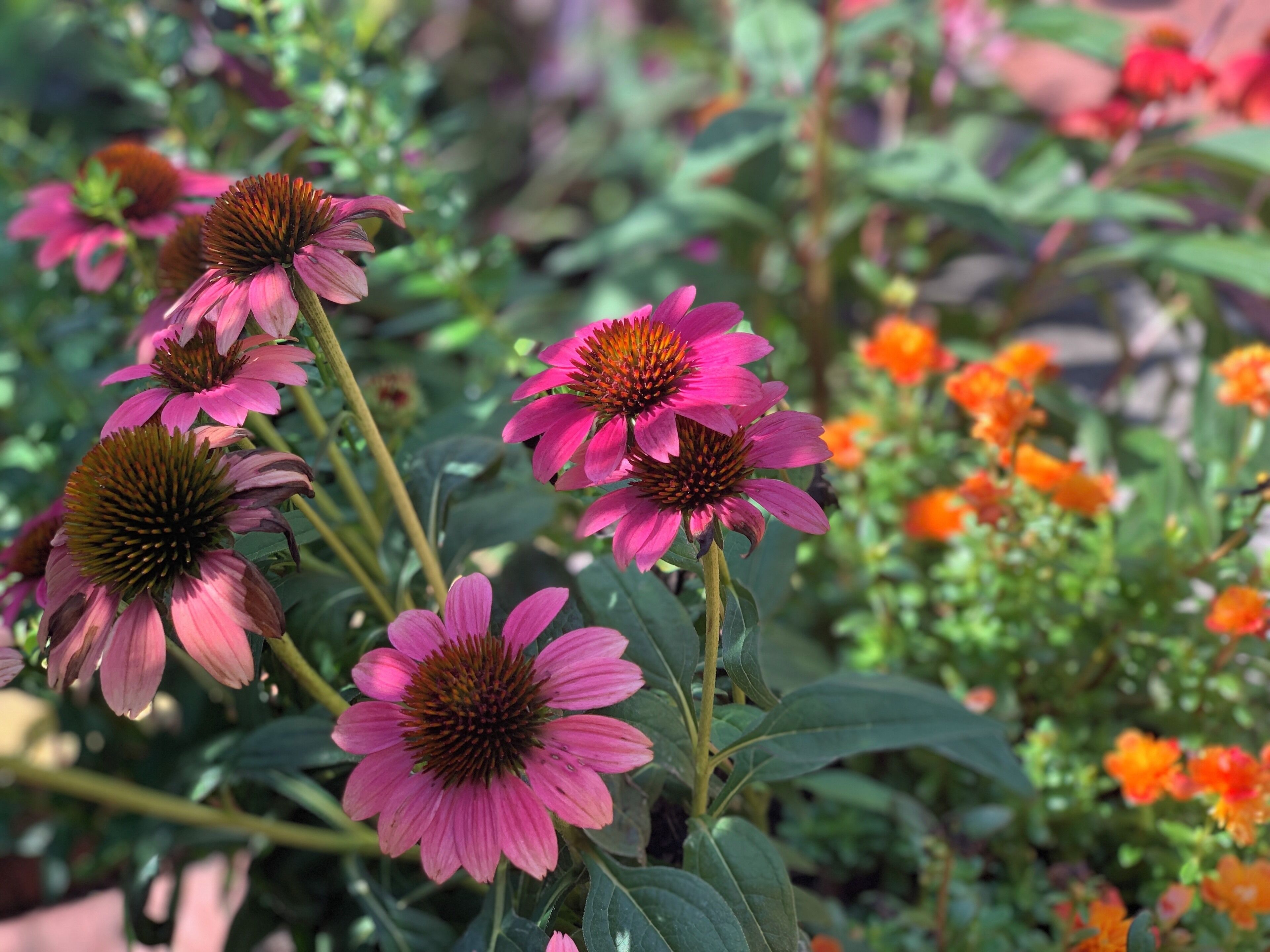 Grab a map from from the front desk the gardens are huge!