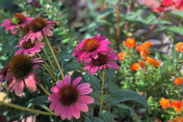 Grab a map from from the front desk the gardens are huge!