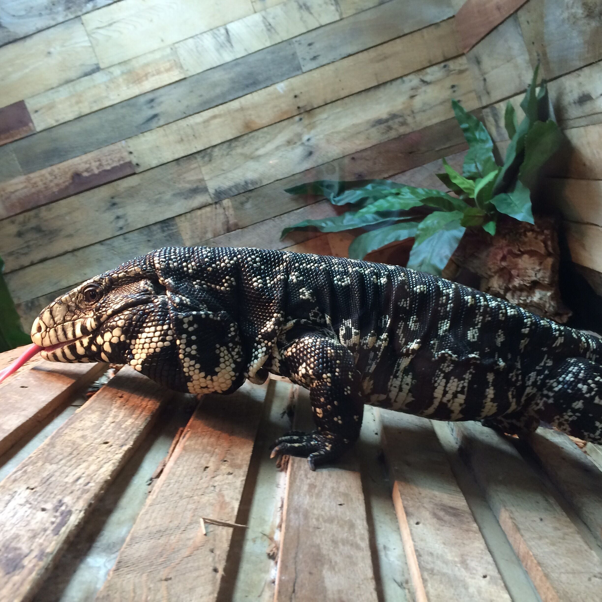 This huge center is filled with different reptiles and innovative games to keep the kids entertained.