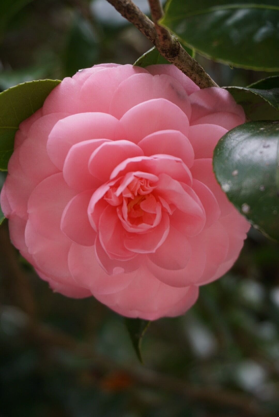 Camellia blooms are all over Leu Gardens during the mild Florida winters. If you're in Orlando, don't miss out! 