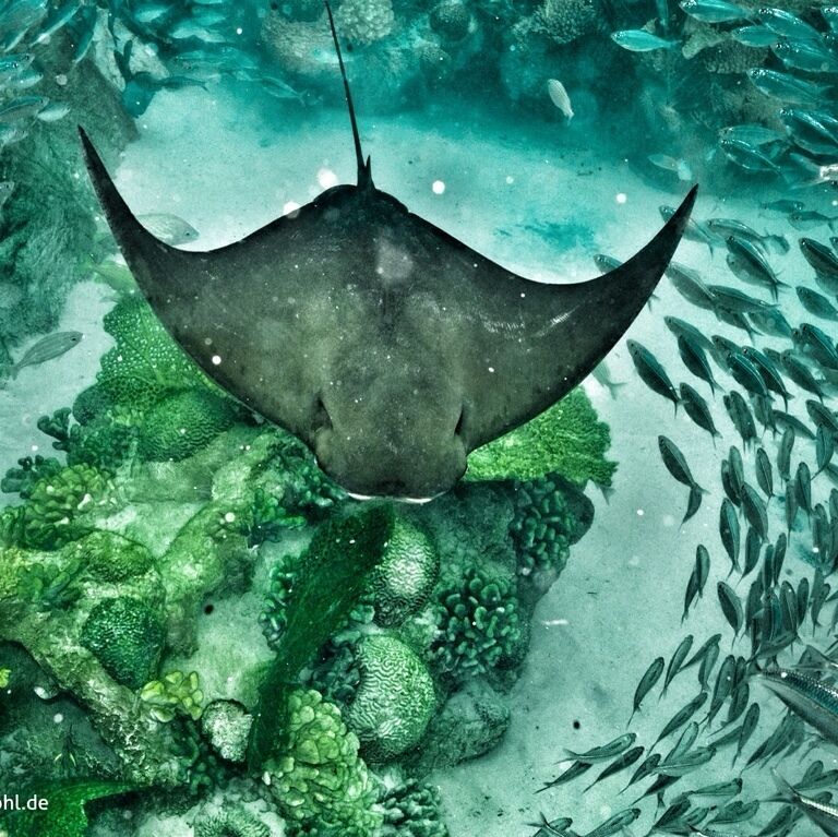 The "Grand Reef". It features a white-sand beach, palm-lined island and underwater grottos filled with moray eels, reef sharks and scores of other tropical fish. Activities range from snorkeling with eagle rays to crossing a rope bridge over a shark-filled lagoon. 
#KidsFun