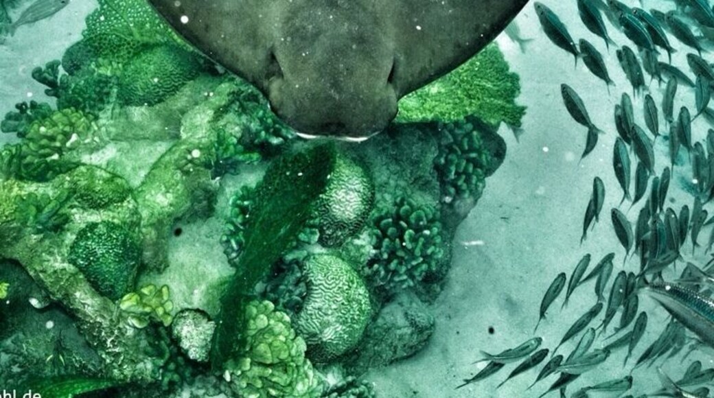 The "Grand Reef". It features a white-sand beach, palm-lined island and underwater grottos filled with moray eels, reef sharks and scores of other tropical fish. Activities range from snorkeling with eagle rays to crossing a rope bridge over a shark-filled lagoon.
#KidsFun