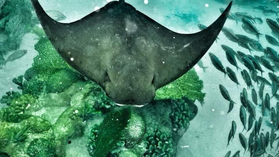 Une raie nageant près d’un récif corallien, entourée d’écoles de poissons.