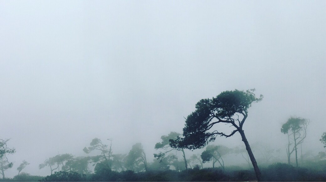 A #foggy day again.. #nature