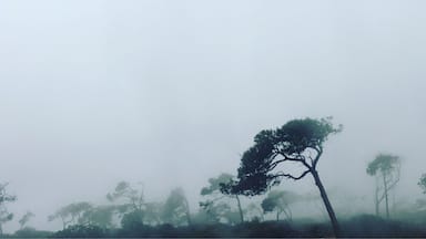 A #foggy day again.. #nature