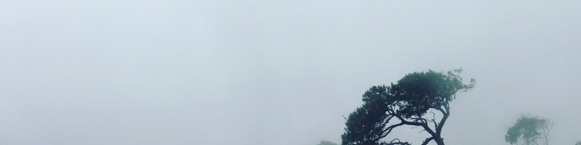 A #foggy day again.. #nature