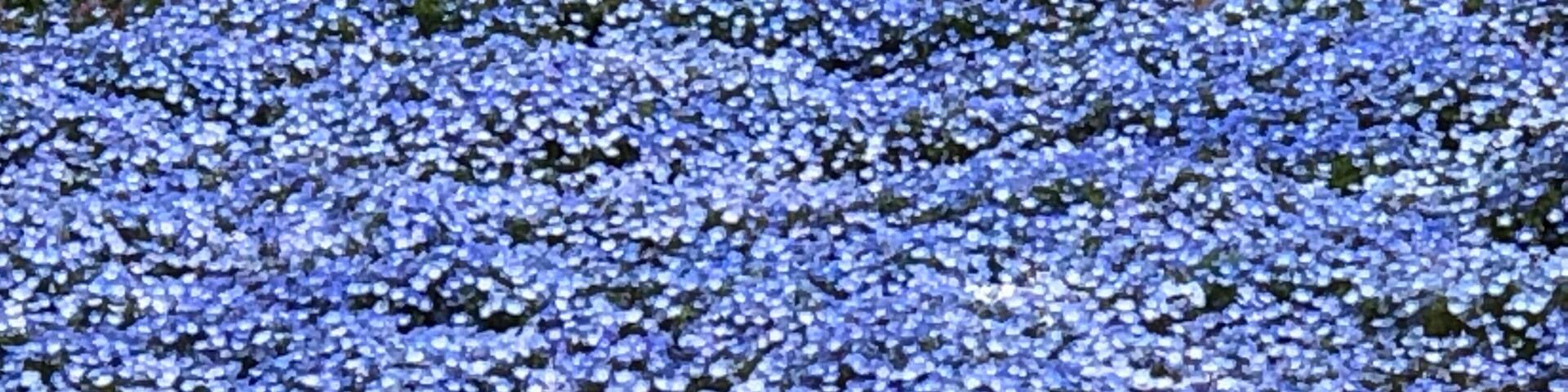 A field of blue flowers.