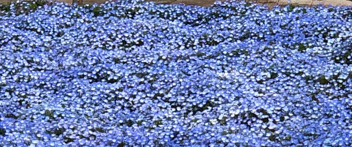 A field of blue flowers.