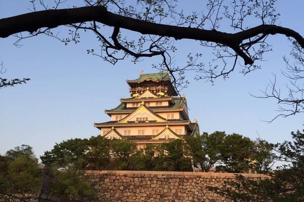 Too late in the season to watch the cherry blossom illumination. The trees are no longer blooming. During cherry blossom peak season you can have the night viewing. Osaka Castle is in the background. The garden is just a few hundred meters from it.