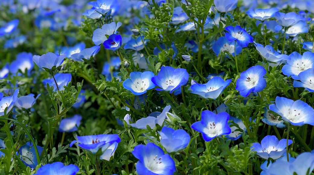 Blue flowers season