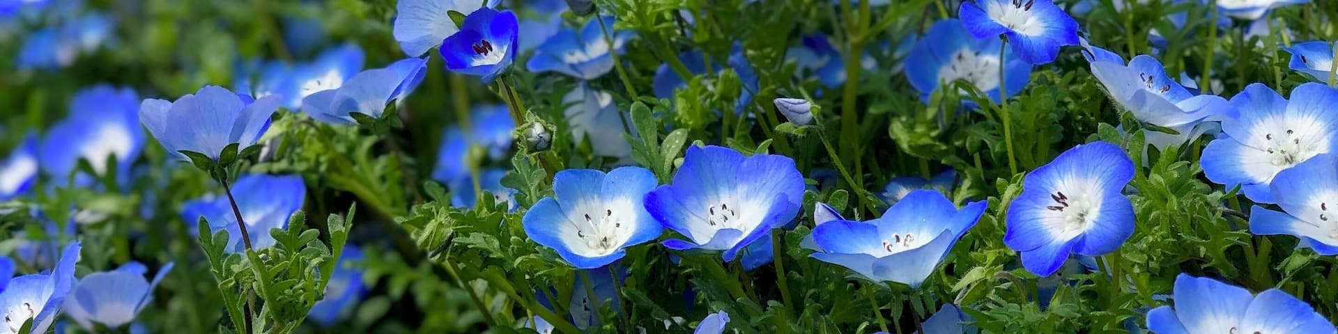 Blue flowers season