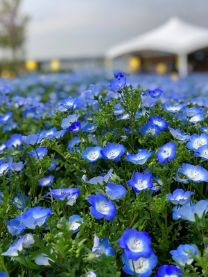 Blue flowers season