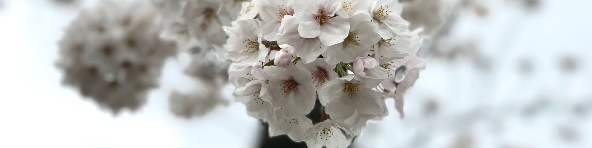 A close-up of white cherry blossoms on a tree branch.