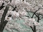 A tree with clusters of white blossoms.