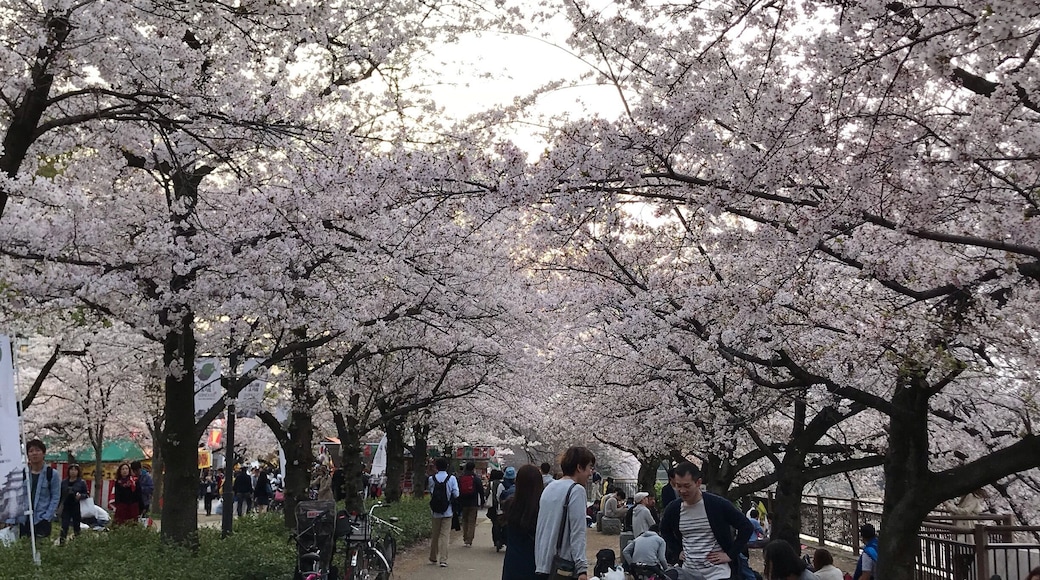 Sakura đžđžđž #japan #osaka #cherryblossoms #outdoors #landscape #nature