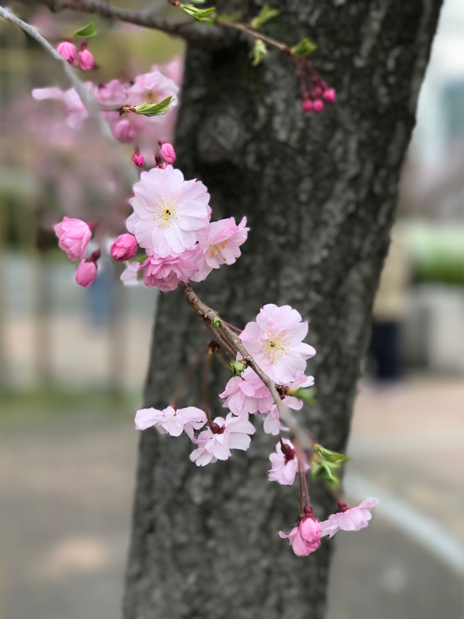 Along the riverside of Osaka, one of the very best spots for hanami! It stretches all the way to Japan Mint which will have a mid April bloom next week; the Mint garden only opens on April 11 onwards and the Sakura here are absolutely gorgeous! I went there over 10 years ago and it's one of the best in Japan!