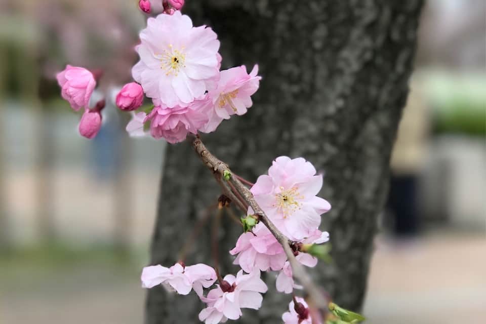 Un árbol con flores rosadas.