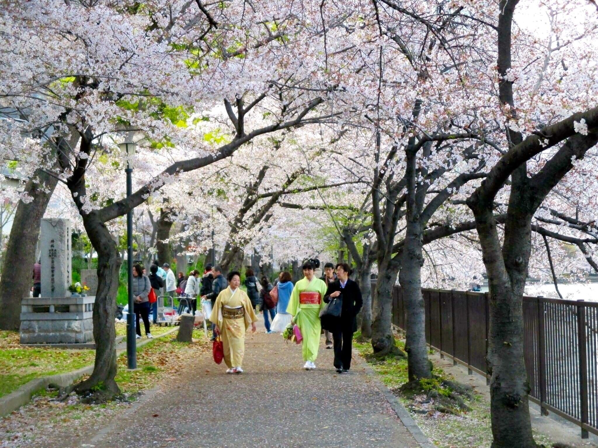 #Colorful "Sakura" cherry blossoms taken at Kema Sakuranomiyaa Park and what amazes me is you can see them often walking in the street wearing their traditional dress.


FREE #VirtualWalks video clip to check the place before booking your ticket…. http://bit.ly/virtualwalksOsaka