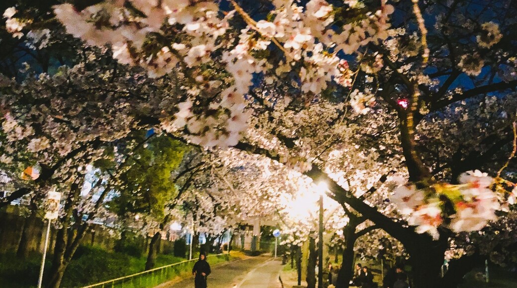 Full bloom season now for Sakura in Osaka, Japan