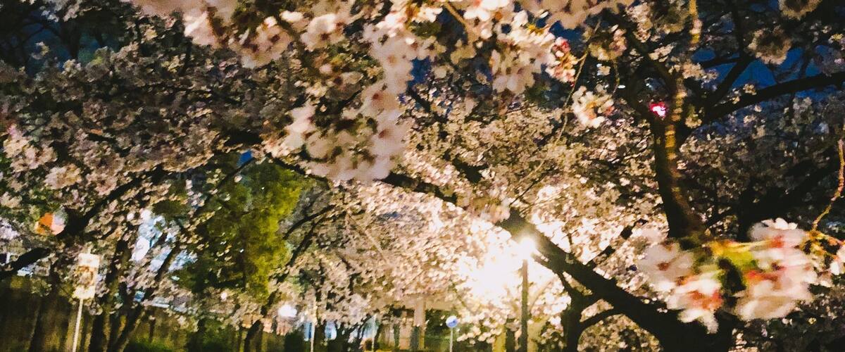 Full bloom season now for Sakura in Osaka, Japan
