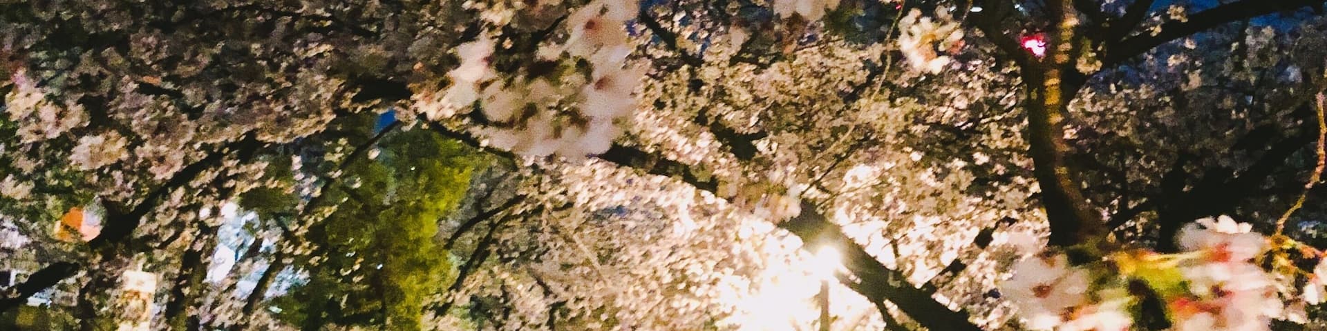 Full bloom season now for Sakura in Osaka, Japan