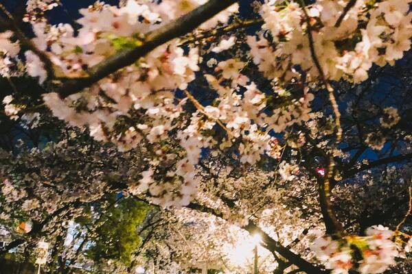 Full bloom season now for Sakura in Osaka, Japan