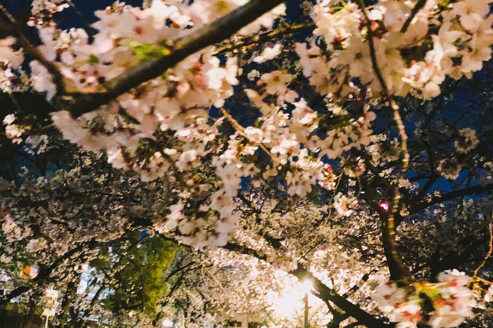 A nighttime street lined with cherry blossom trees.