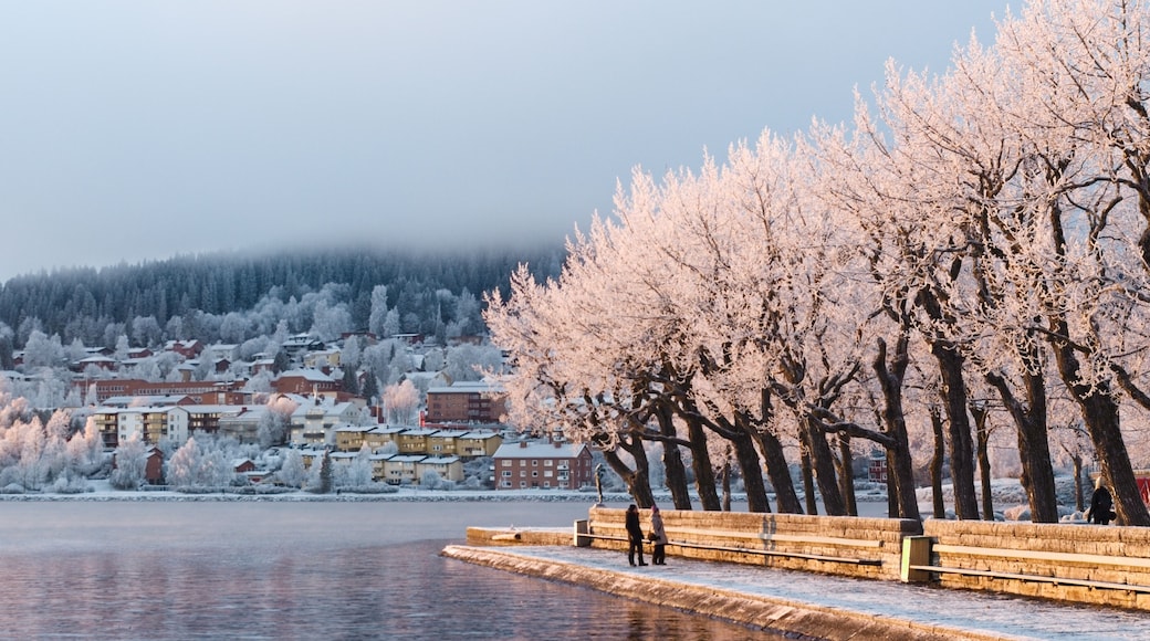 View of the frosted trees in the Badhusparken park and the Frösön island