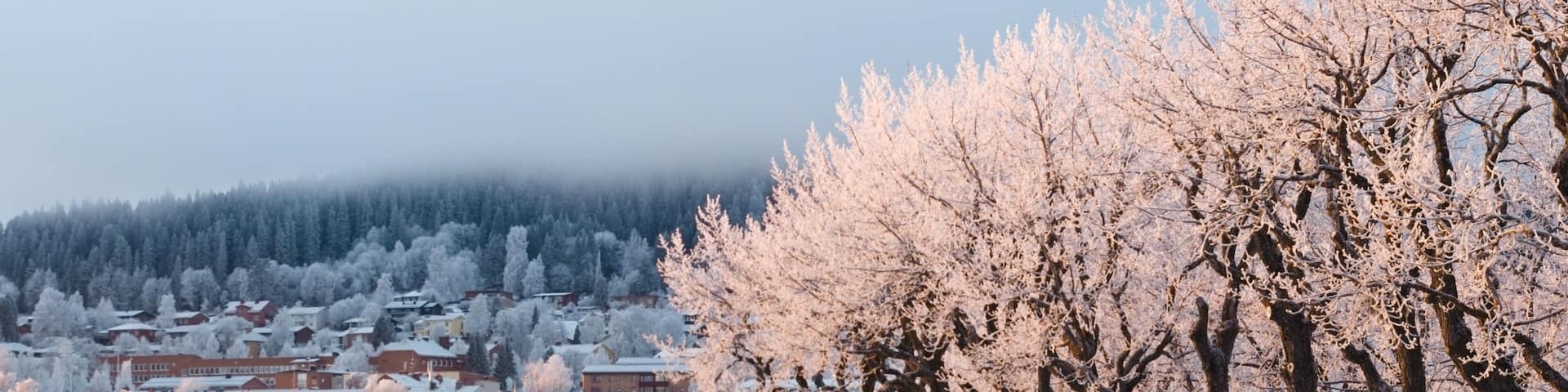 View of the frosted trees in the Badhusparken park and the Frösön island