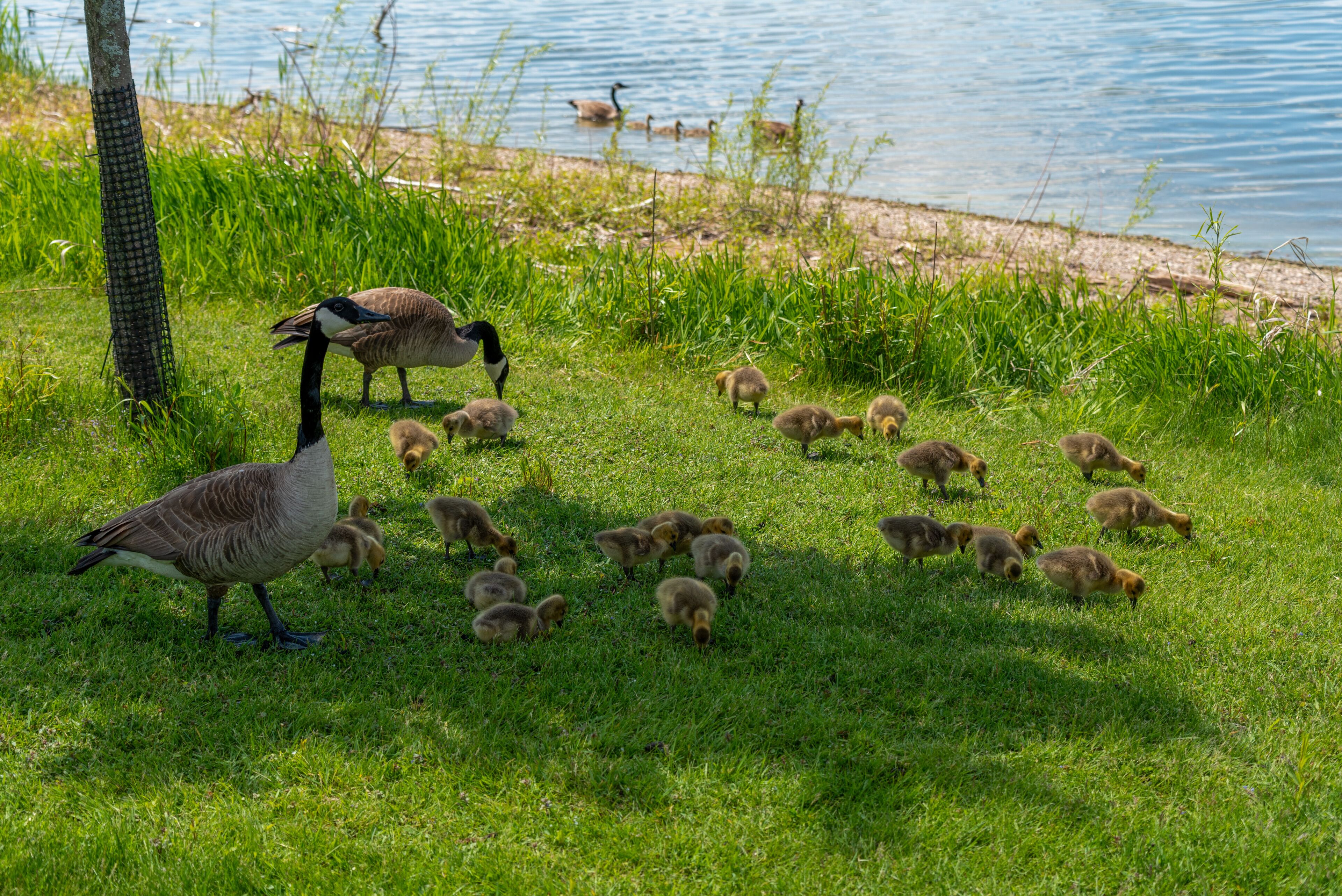 Canada Geese And Goslings On The Fox River Shoreline Near De Pere, Wisconsin, In Spring