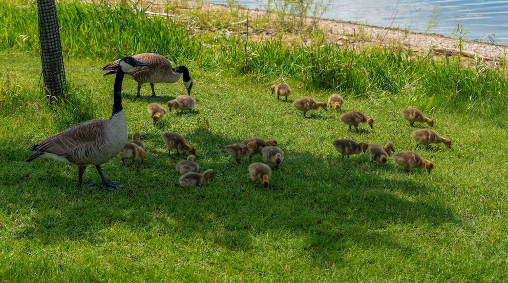 Oshkosh