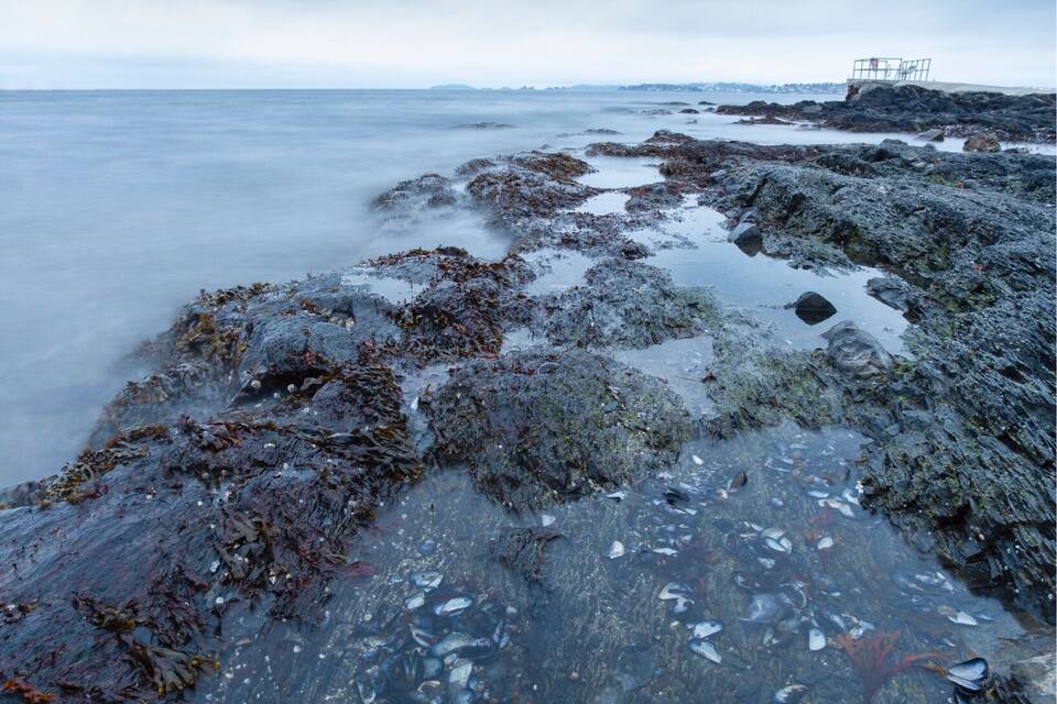 A rocky shoreline with seaweed and tide pools.