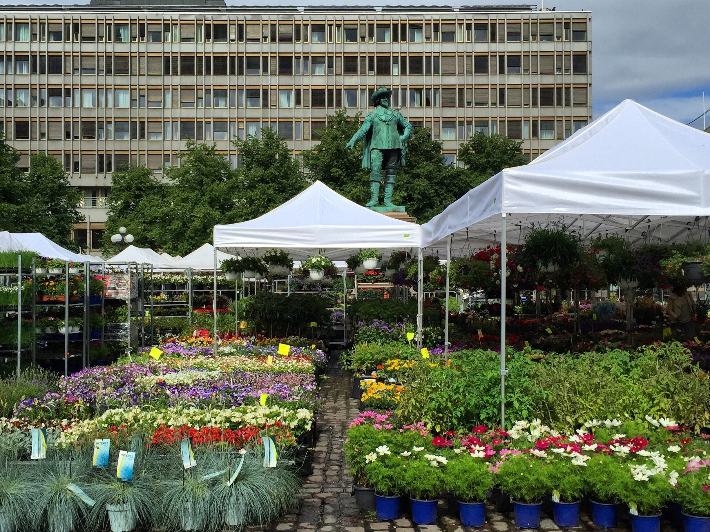 Flowers to take home. Many types, many colors. 