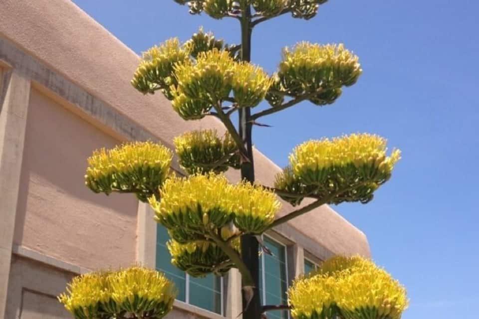 Un albero alto con fiori gialli sferici di fronte a un edificio.