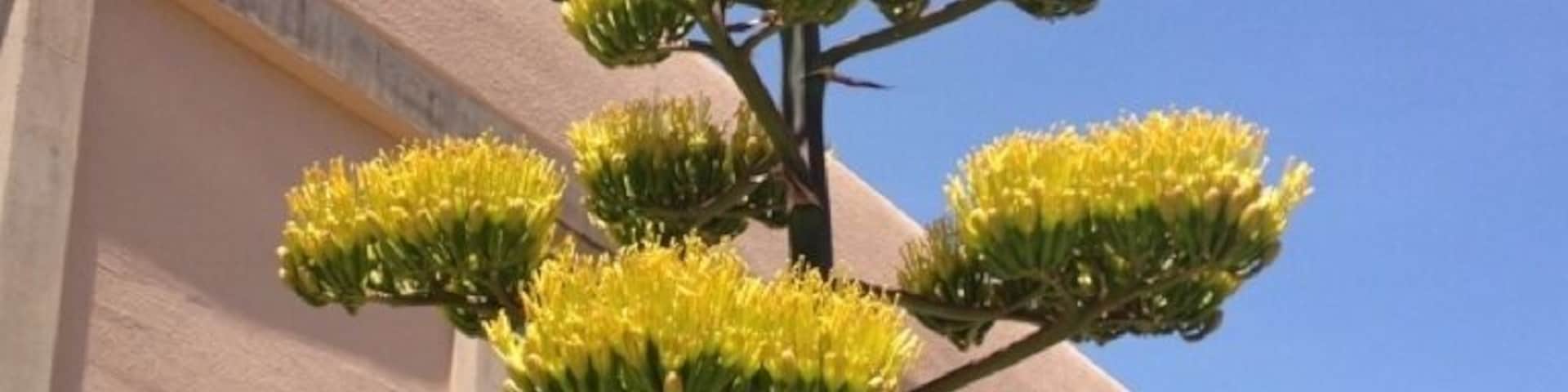 Yucca in its full, glorious bloom on UNM campus just north of Northrop Hall.