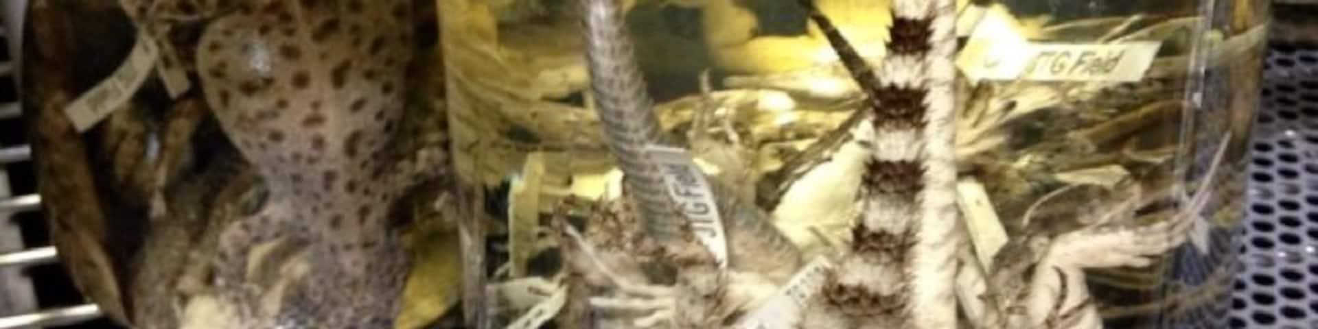 Local lizards & salamanders in the special collections lab in UNM's CERIA bldg.