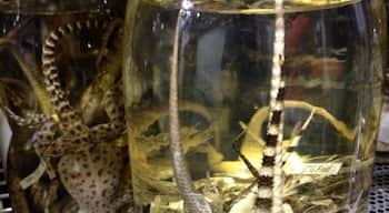 Local lizards & salamanders in the special collections lab in UNM's CERIA bldg.