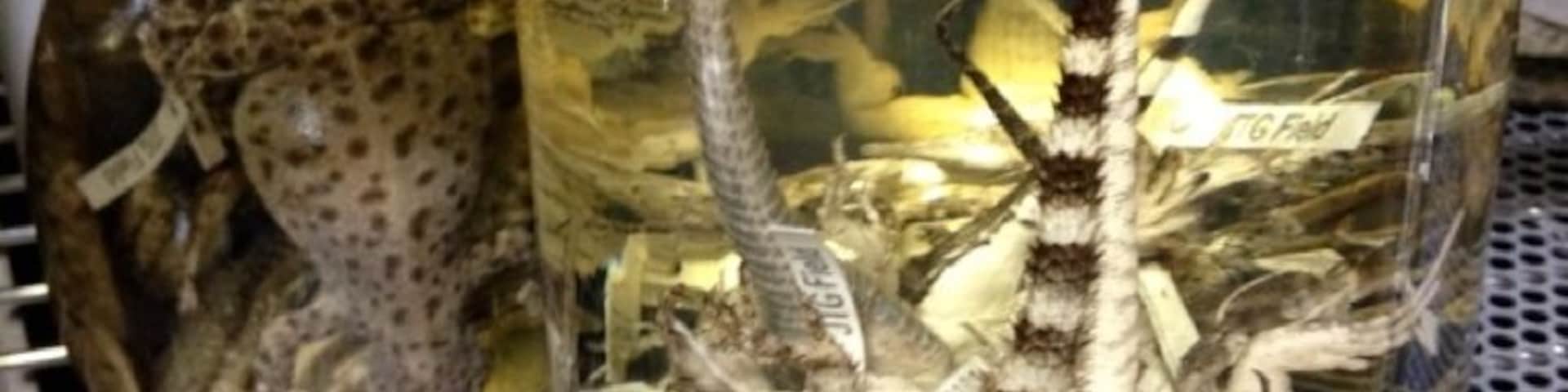 Local lizards & salamanders in the special collections lab in UNM's CERIA bldg.