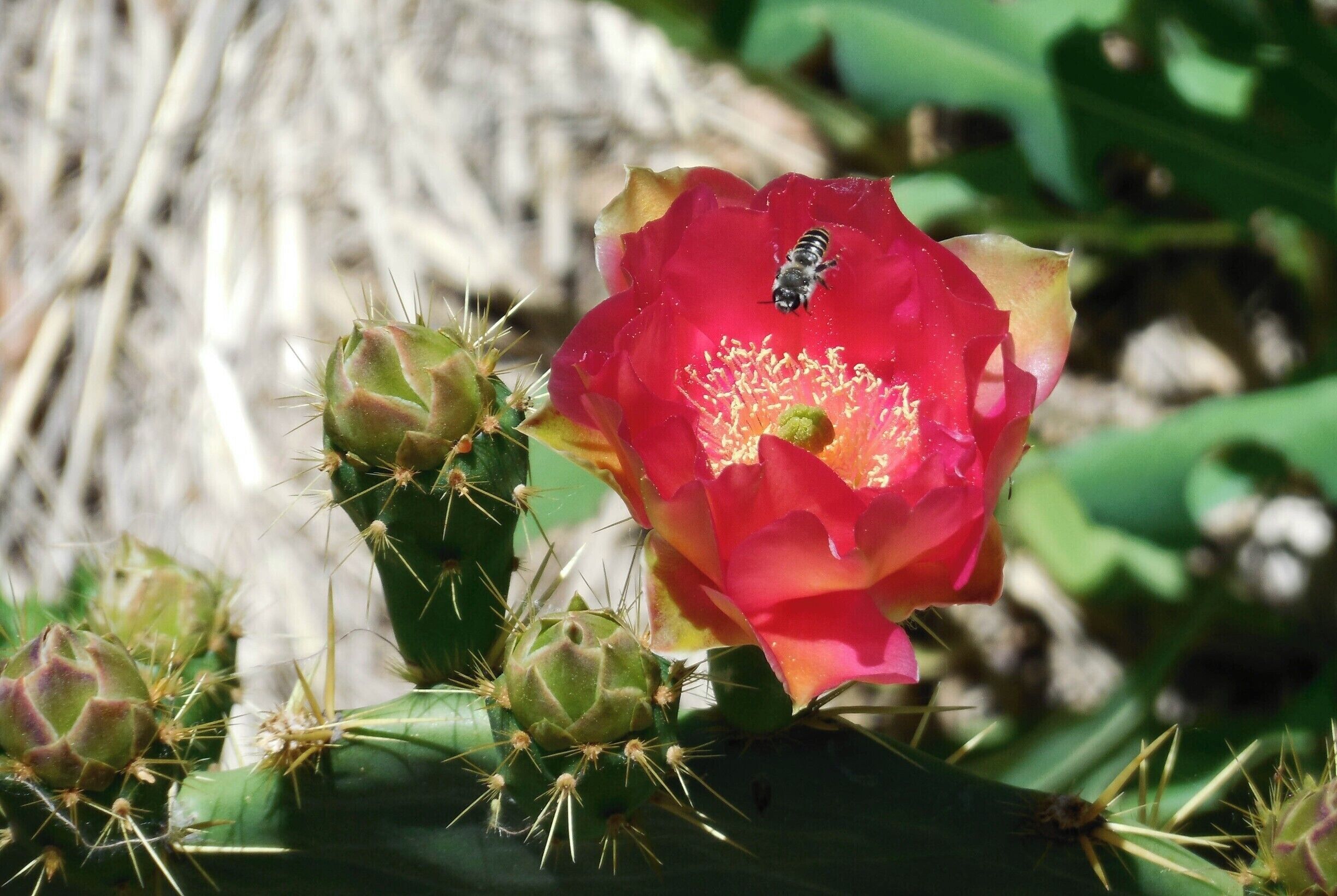 Botanical Gardens of Albuquerque boast a variety of flowers, and stylized gardens from across the globe. Everything from the Spanish/Moorish gardens of southern Spain, to Japanese zen gardens. A giant dragon guards the children's fantasy garden, protecting the secrets within. 

This shining example of beauty sits atop a cactus in the southwestern section, and can be found throughout New Mexico and Arizona. As always, respect the bees. They keep the beauty going.