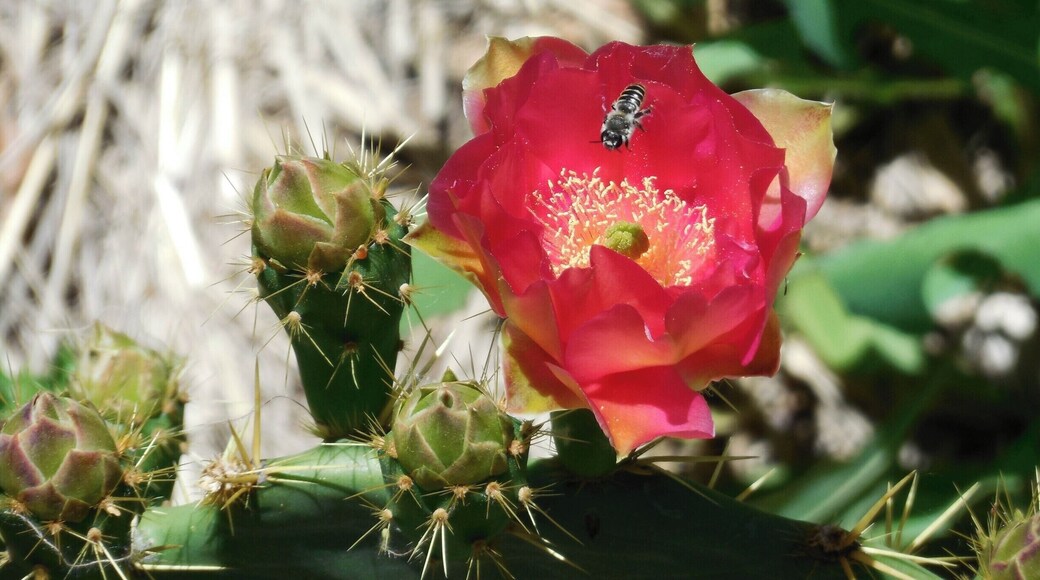 Botanical Gardens of Albuquerque boast a variety of flowers, and stylized gardens from across the globe. Everything from the Spanish/Moorish gardens of southern Spain, to Japanese zen gardens. A giant dragon guards the children's fantasy garden, protecting the secrets within.
This shining example of beauty sits atop a cactus in the southwestern section, and can be found throughout New Mexico and Arizona. As always, respect the bees. They keep the beauty going.