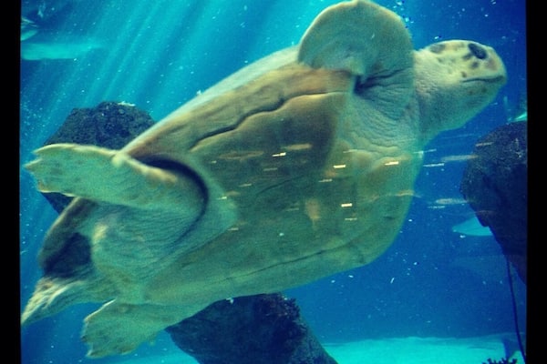 I love this photo- this friendly guy looks suspended in time as if the moment I clicked the camera button I captured him perfectly... Of course that means that his release began the second my finger let go of the button!