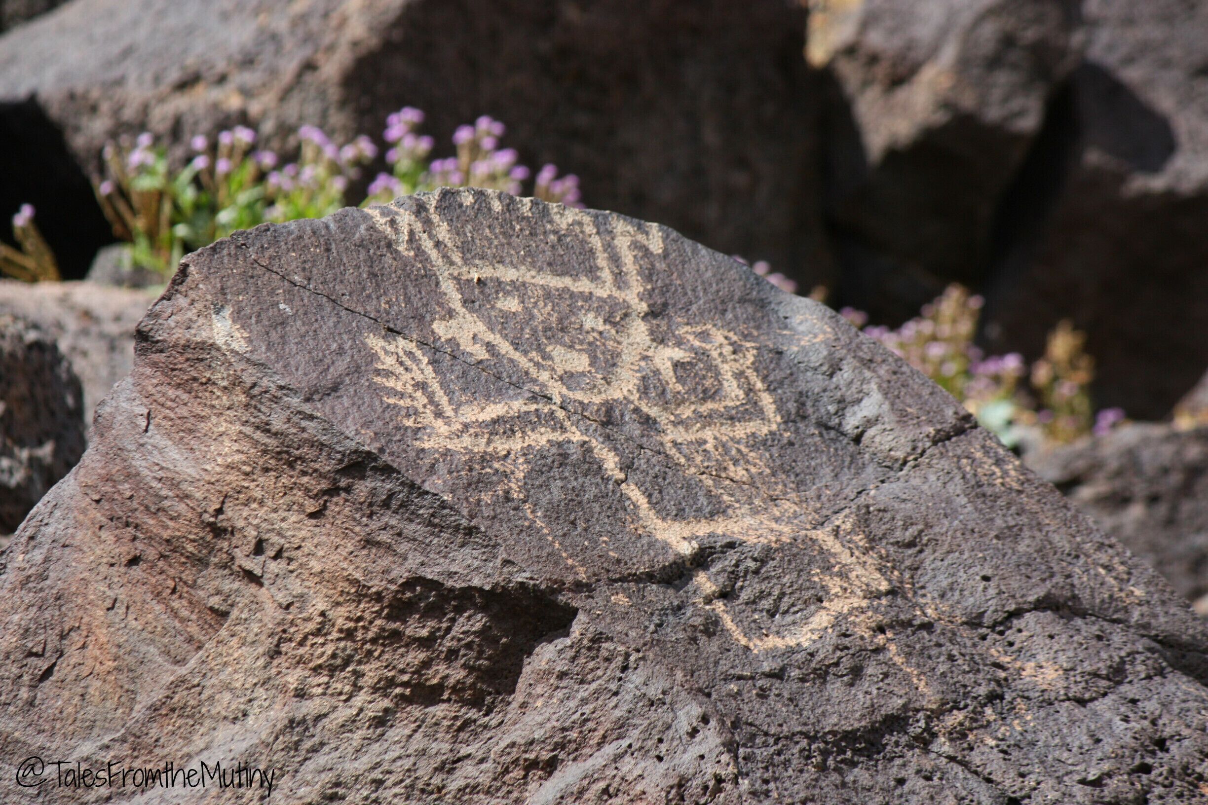 Piedras Marcardas petroglyphs take you back in time...a beautiful hike for spring time as the temps are lower and the wildflowers are blooming everywhere. #NationalPark