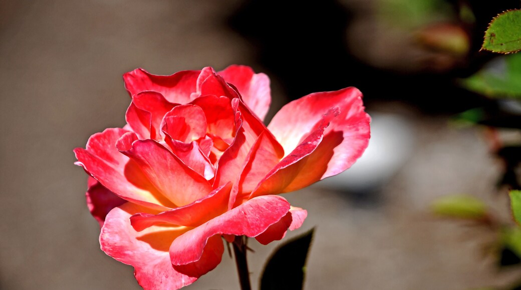 Albuquerque has a beautiful botanical garden. A mid-October visit rewarded us with quite a number of blooms.
#Trovember
