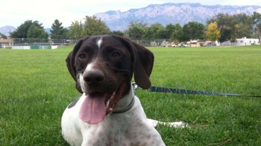 Love this park! Great for throwing frisbee, playing tennis, and walking the dog - its not an official dog park, though, so keep 'em on a leash.