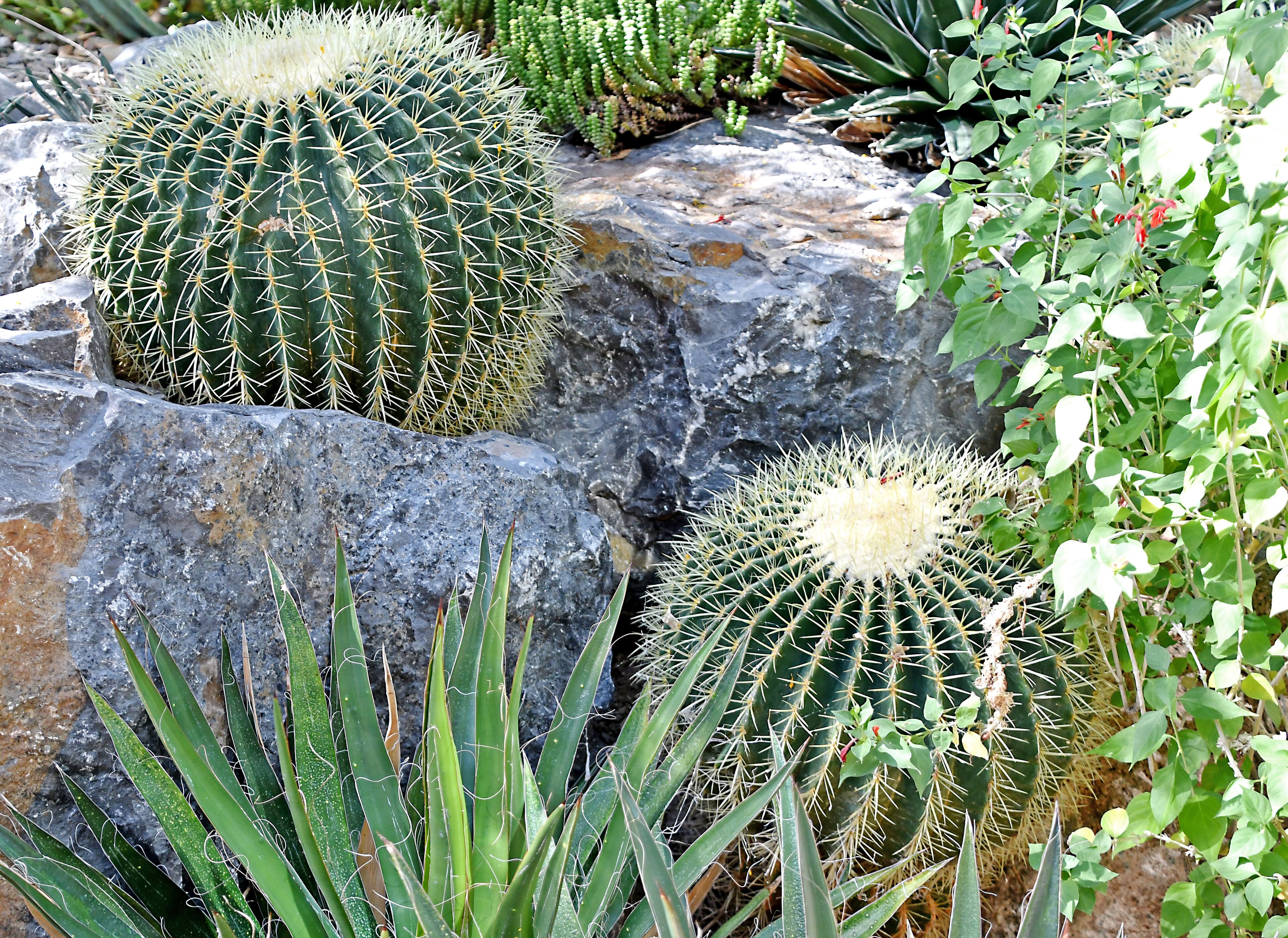 If you like Cacti, and I do, the garden has some very healthy cactus for you to enjoy.