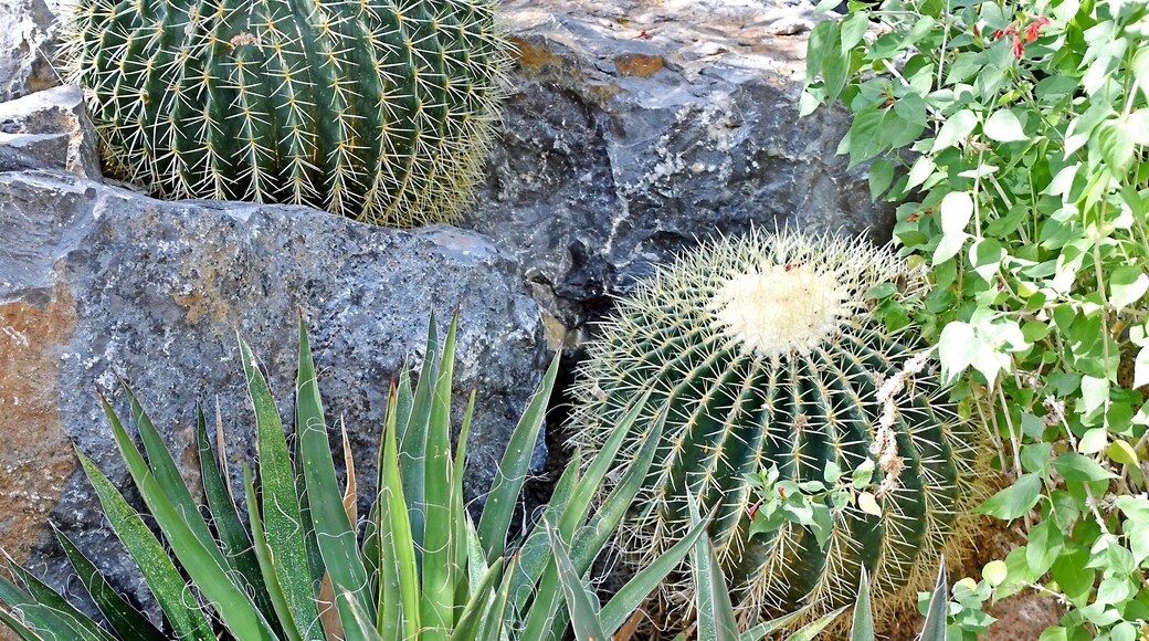 If you like Cacti, and I do, the garden has some very healthy cactus for you to enjoy.