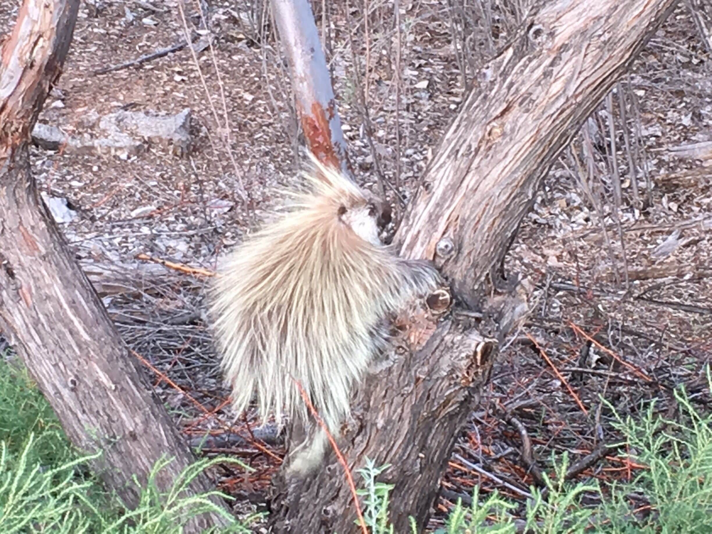 On my morning walk I came upon this beautiful porcupine just south of the nature center. I startled him and watched as he backed down the tree trunk and scurried into the brush.